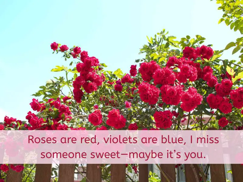 I miss you rose