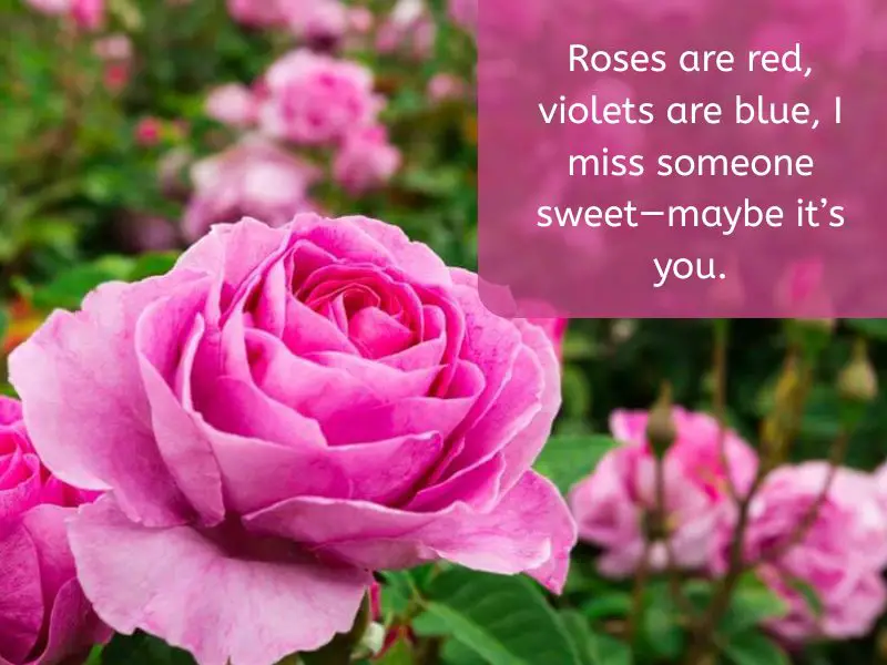 Roses are red violets are blue