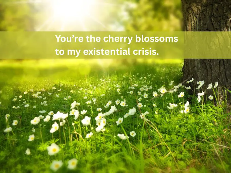 cherry blossoms
