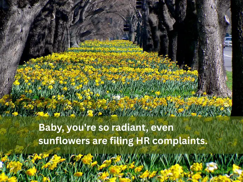 sunflower radiant in spring rizz line